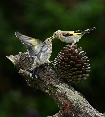 Gold Finch Feeding